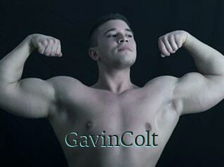 GavinColt