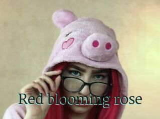 Red_blooming_rose