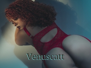 Venuscatt